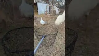 Giant Birds Are So Nosey! 