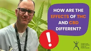 How Are the Effects of THC And CBD Different?