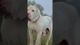 Bully Kutta Most Powerful Dog Breed Beast of the East 😱🔥 