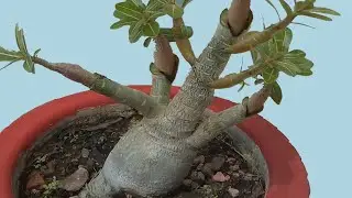 Adenium Bonsai Customized by Seedling Grafting