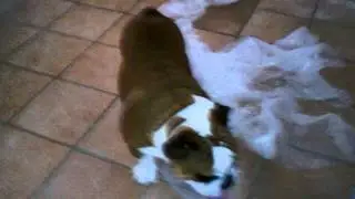 Igor can't get enough bubble wrap