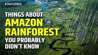 7 Things About Amazon Rainforest You Probably Didn’t Know | The Education Magazine |