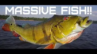 MASSIVE PEACOCK BASS CATCHES! AMAZON RIVER (COMPILATION)