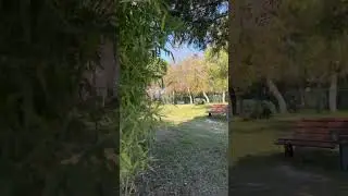 Бамбук он и а Африке бамбук