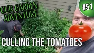 The Great Tomato Culling! I Had No Idea They Grew This Fast!
