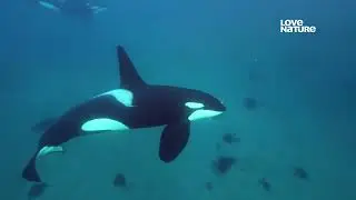 Как размер мозга и IQ (айкью) Косаток (Killer whale) — Orcinus orca помогает им в охоте на сельдь ?