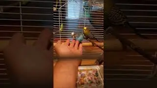 kitten and parakeets in training :)@cat kitten parakeet arts by Mei
