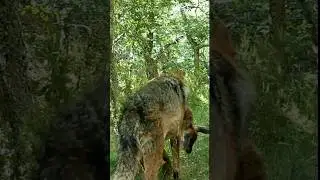 LOBO CAZA CIERVO 🐺🏹🦌 Fototrampeo.
