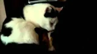 George licking Mollie
