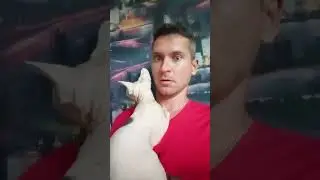 My sphynx 🐱