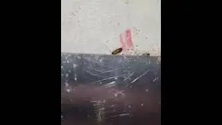 COCKROACH TREATMENT | A1 Pest Control Canberra