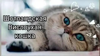 Шотландские вислоухие кошки.Интересные факты🔍