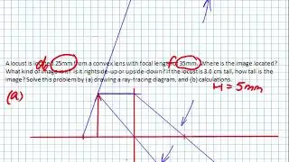 Image Formation: Locust 2
