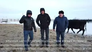 Ангусы зимой в Акмолинской области