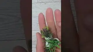 cute miniature plants #miniature #miniplants #dollhouse