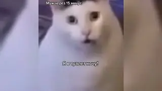 Кот Бендер лучшее ч.6