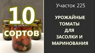 Лучшие сорта томатов для засолки и маринования