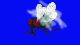 green screen hewan lalat - fly