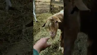 Такой забавный ЧУБЧИК...просто козел🤣🤣🤣