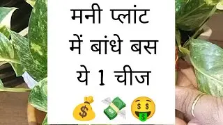 Money Plant मैं बांधे बस ये 1 चीज 💸💰🤑 #vastu #money