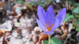 Осенние крокусы