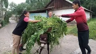 Хари Одил