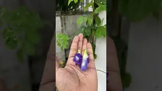 Rajeev Peethambaran shares his Butterfly pea anthotype. Happy World Anthotype Day! Link in comment!