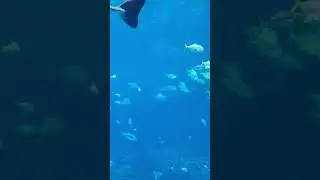 Аквариум,  Aquarium Atlanta