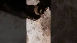 Манюша на вечерней прогулке.