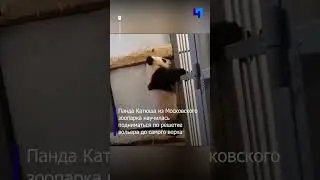 Панда Катюша едва не “сбежала” из вольера в Московском зоопарке