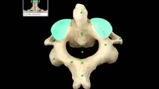 Omówienie budowy anatomicznej kręgosłupa