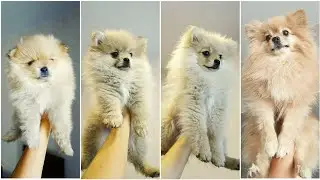 Когда Бася Шпиц была крошечным щеночком!