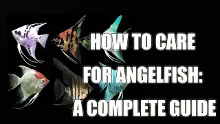 Angelfish: These Fish are Living Works of Art! #angelfish