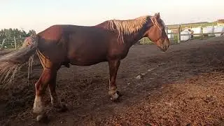 Жеребец ищет свою кобылу