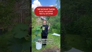 Гигантская тыква часть вторая. Первая есть в ленте. ? 