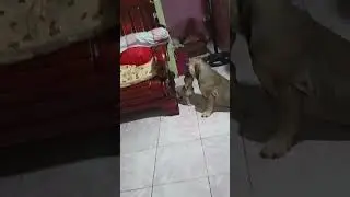 AMERICAN BULLY STASING ATAKBO KAY ASPIN BOY BIBOY 😂😂😂 #fyp #dog #rescuedog 🐶🦮