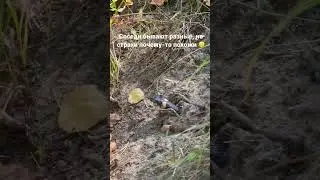 Соседи бывают разные и психологические реакции на них тоже 😄