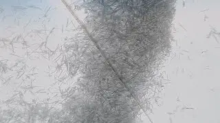 Fiber snow falling 2 days after train derailment.