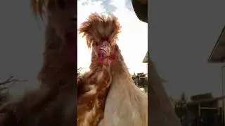 Dancing Duo: Chickens Show Off Their Moves!