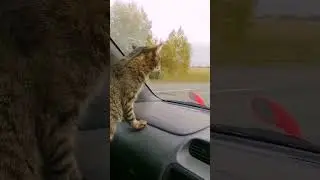 Едем по красивой осени!