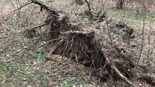 Лесное приключение. Это шок!