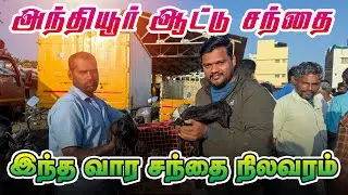 Anthiyur Goat Market  | veejayLifestyle #goatfarming #ஆட்டுச்சந்தை