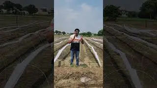 dichau gaon ki gobhi ki kheti
