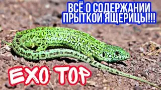 ВСЁ О СОДЕРЖАНИИ ПРЫТКОЙ ЯЩЕРИЦЫ! КАК СОДЕРЖАТЬ ПРЫТКУЮ ЯЩЕРИЦУ! EXO TOP