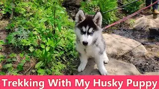 Two Month old Husky Puppy Going for a Trek | Trekking with Husky | #huskies