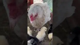 Наседка кормит цыплят 🥰