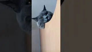 Бравл тооолкк