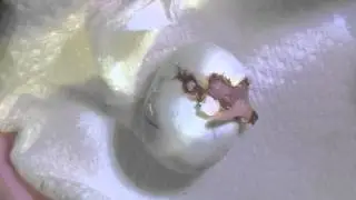 黑頭凱克，出殼。（人工孵化）