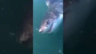 Great White Shark Looking at the Menu