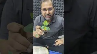 🔴Heterophylly Experiment By Tarun sir  
